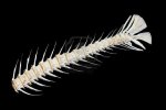 Fishbone.jpg