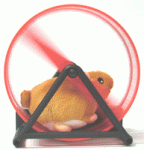 hamster-sobre-ruedas.gif