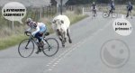 vaca.jpg