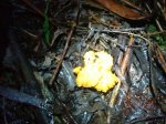 DSC07350.JPG