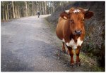 vaca.jpg