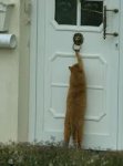 gato.jpg