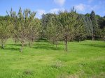 Almendros.jpg