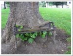 arbol banco.JPG