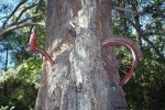 BicycleTree.jpg