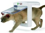 microchips-cat-flats.jpg