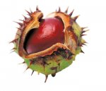 castanadeindias.jpg