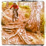 Whistler roots drop.jpg
