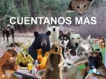 5107946cuentanos-mas.jpg