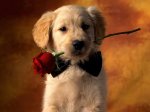 besos-romanticos-perrito.jpeg