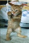 gato.jpg
