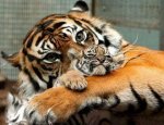 tigre.jpg