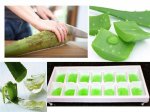 congelar aloe vera.jpg