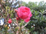 IMG_0296.JPG