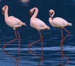 flamencos.jpg