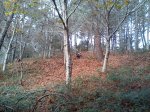 DSC00251 (800x600).jpg