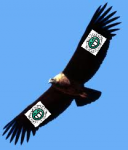 condor.png