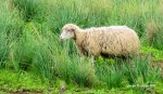 IMG_6078.jpg