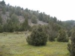 JCaÃ±on.jpg