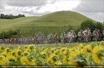 sunflowers.jpg