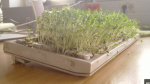 plants-grown-in-keyboard.png
