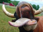 vacas-locas.jpg