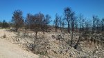 DSC_0246.JPG