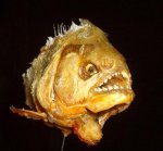 piranha-1.jpg