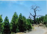 el hierro cucho. 13.jpg