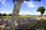 tdftree.jpg