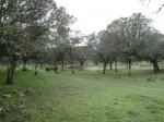Camino1 371.1.jpg