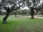 Camino1 388.1.jpg