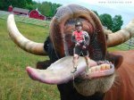 la vaca y el Brother.jpg