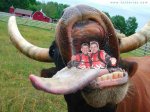 la vaca 2.jpg