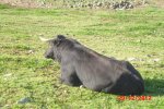 CIMG0751_7.JPG