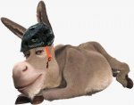 burro3.jpg