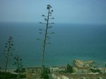 la_torre_del_moro_001.jpg