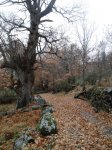 Camino2 156.1.jpg