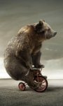 bear_on_cycle_240x400.jpg