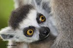 Bebe-Lemur-a20991758.jpg