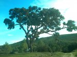 arbre 1 ok.jpg