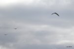DSCF0973.JPG