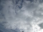 IMG_0116.JPG