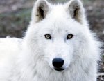 Arctic-Wolf-wolves-6002944-480-379.jpg