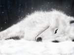 white-wolf-wolves-3582692-1024-768.jpg