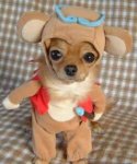cachorro-chiguagua-gracioso.jpg