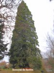 DSCF0990.JPG