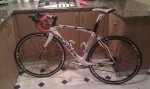chinarello.jpg