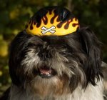 dogronny1helmet.jpg