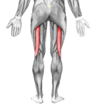 200px-M&#250;sculo_biceps_femoral.png